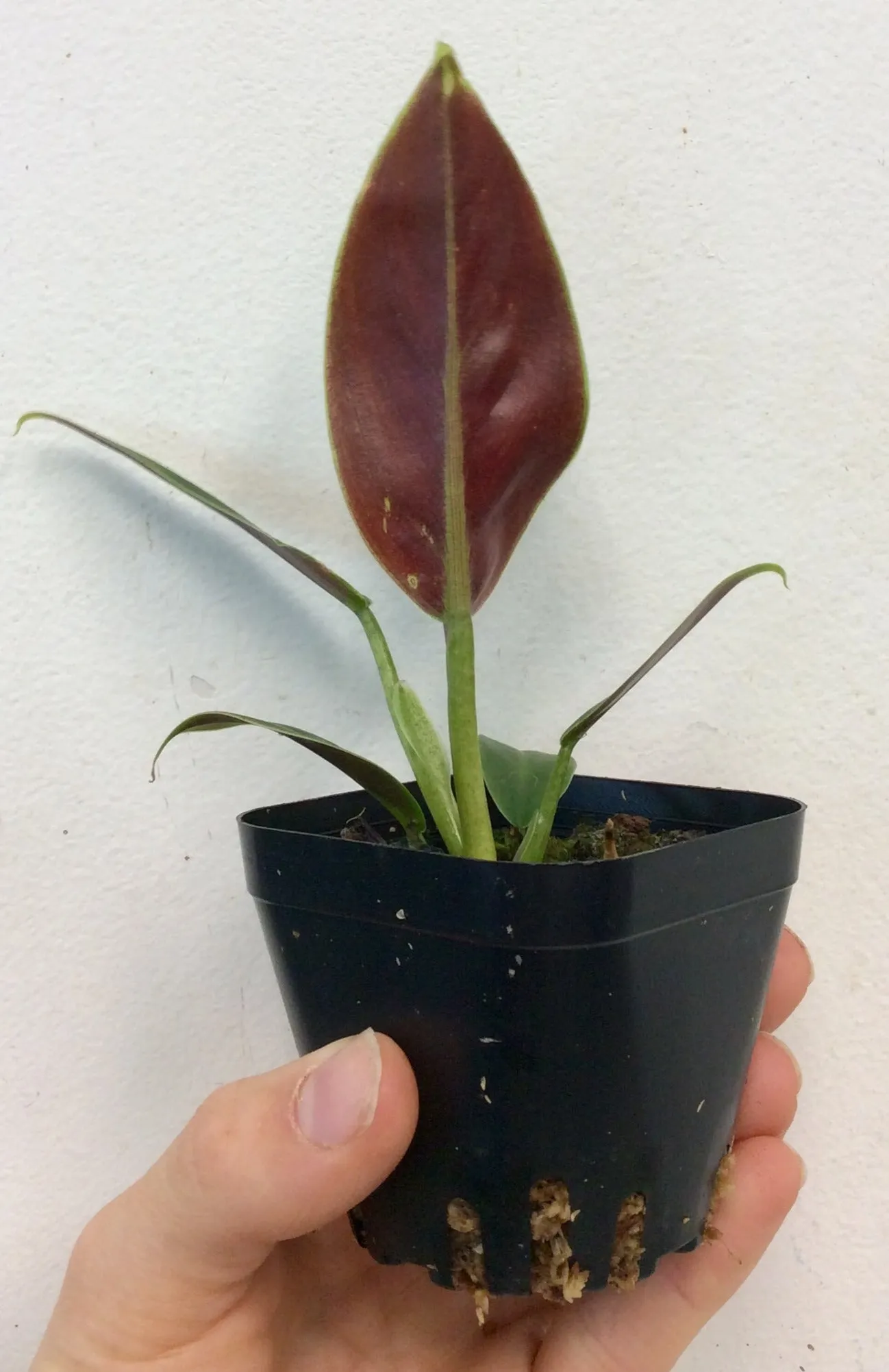 Philodendron subhastatum