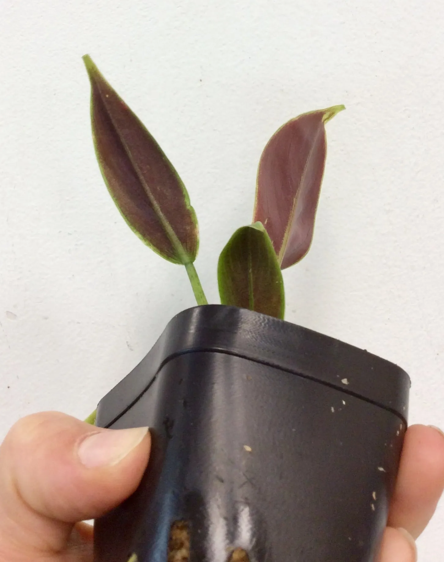 Philodendron subhastatum